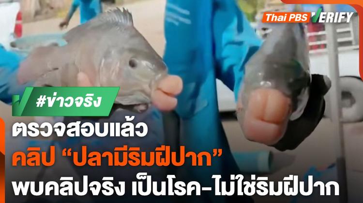 ตรวจสอบแล้ว : คลิป &#8220;ปลาแปลก&#8221; มีริมฝีปากเหมือนมนุษย์ ที่แท้เป็นโรค