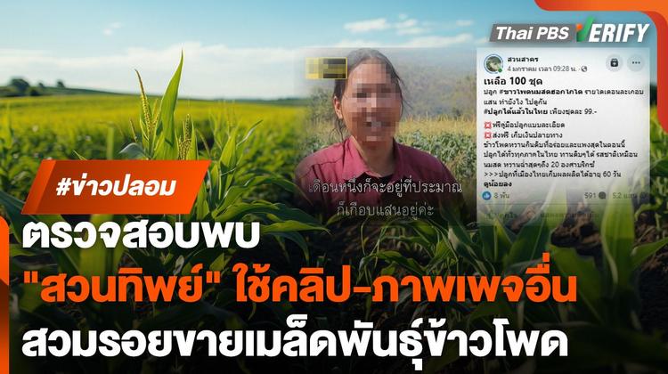 ตรวจสอบพบ : &#8220;สวนทิพย์&#8221; ลอบใช้คลิปเพจดัง-แอบอ้างภาพเพจอื่น ลวงขายเมล็ดพันธุ์ข้าวโพด