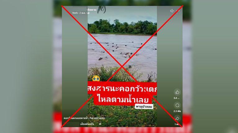 ตรวจสอบแล้ว: คลิปฝูงวัวลอยน้ำ อ้างเกิดจาก “พายุบัวลอย” ที่แท้เป็นเหตุการณ์ประเทศเม็กซิโก