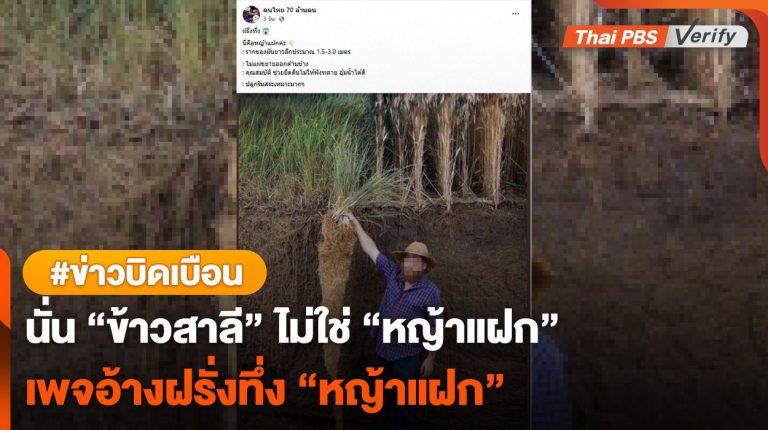 คนละพันธุ์ “ข้าวสาลีเคิร์นซา” ถูกเคลมเป็น “หญ้าแฝก”