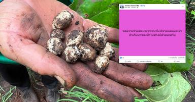 ตรวจสอบแล้ว : โพสต์ “งดหาของป่าแนวชายแดน” นายอำเภอยันเรื่องจริง ป้องกันการแฝงตัวผู้ไม่หวังดี